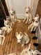 Shepherd Husky Puppies for sale in Smithtown, NY, USA. price: $1,000