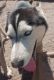 Shepherd Husky Puppies for sale in Middleburg, FL 32068, USA. price: $30,000