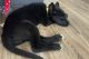 Shepherd Husky Puppies for sale in Jacksonville, NC, USA. price: $450