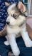 Shepherd Husky Puppies for sale in Long Beach, CA, USA. price: $400