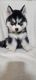 Shepherd Husky Puppies for sale in Hemet, CA, USA. price: $500