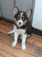 Shepherd Husky Puppies for sale in Colorado Springs, CO, USA. price: NA