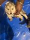 Shepherd Husky Puppies for sale in Florence, SC, USA. price: $1,250