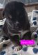 Shepherd Husky Puppies for sale in Bristol, FL 32321, USA. price: $500