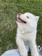Shepherd Husky Puppies for sale in Nichols, SC 29581, USA. price: $1,500