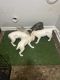 Shepherd Husky Puppies for sale in Atlanta, GA, USA. price: $250