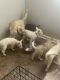 Shepherd Husky Puppies for sale in Atlanta, GA, USA. price: NA