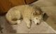 Shepherd Husky Puppies for sale in Denver, CO, USA. price: NA