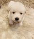 Shepherd Husky Puppies for sale in Jamul, CA 91935, USA. price: NA