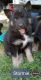 Shepherd Husky Puppies for sale in Alton, IL 62002, USA. price: $600