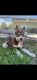 Shepherd Husky Puppies for sale in Brandon, FL 33511, USA. price: $650