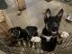 Shepherd Husky Puppies for sale in Allison Park, Hampton Township, PA, USA. price: $750