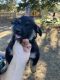 Shepherd Husky Puppies for sale in Jamul, CA 91935, USA. price: $500