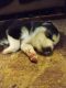 Shepherd Husky Puppies for sale in Wyoming County, WV, USA. price: NA