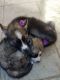 Shepherd Husky Puppies for sale in Los Banos, CA, USA. price: $300