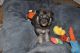 Shepherd Husky Puppies for sale in Elgin, TX 78621, USA. price: NA
