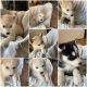 Shepherd Husky Puppies for sale in Perris, CA, USA. price: NA