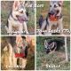 Shepherd Husky Puppies for sale in Elgin, TX 78621, USA. price: $800