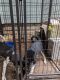 Shepherd Husky Puppies for sale in Goshen, IN, USA. price: NA