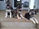 Shepherd Husky Puppies for sale in Cedar Rapids, IA, USA. price: NA