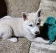 Shepherd Husky Puppies for sale in Albion, MI 49224, USA. price: $300