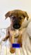 Shepherd Husky Puppies for sale in Hillsboro, OR, USA. price: $300