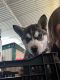 Shepherd Husky Puppies for sale in 10575 Sterling Blvd, Cupertino, CA 95014, USA. price: NA