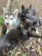 Shepherd Husky Puppies for sale in Liverpool NSW 2170, Australia. price: $600