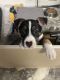 Shepherd Husky Puppies for sale in Concord, California. price: $300