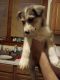Shepherd Husky Puppies for sale in Albany, NY, USA. price: $200