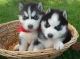 Shepherd Husky Puppies for sale in Portland, OR, USA. price: NA