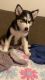 Shepherd Husky Puppies for sale in Horn Lake, Mississippi. price: $600