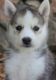 Shepherd Husky Puppies for sale in Chicago, IL, USA. price: $450