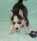 Shepherd Husky Puppies for sale in Cambridge, MA, USA. price: NA