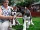 Shepherd Husky Puppies for sale in Concord, CA, USA. price: NA
