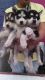 Shepherd Husky Puppies for sale in Birmingham, AL, USA. price: NA