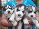 Shepherd Husky Puppies for sale in Alamogordo, NM 88310, USA. price: NA