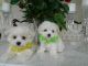 Shepherd Husky Puppies for sale in Boston, MA, USA. price: NA