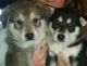 Shepherd Husky Puppies for sale in Omaha, AR 72662, USA. price: $200