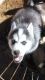 Shepherd Husky Puppies for sale in Victorville, CA, USA. price: NA