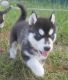 Shepherd Husky Puppies for sale in Washington, DC, USA. price: $500