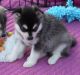 Shepherd Husky Puppies for sale in New York, NY, USA. price: NA
