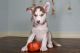Shepherd Husky Puppies for sale in New York, NY, USA. price: $550