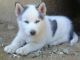 Shepherd Husky Puppies for sale in Akron, CO 80720, USA. price: NA