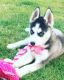 Shepherd Husky Puppies for sale in NJ-38, New Jersey, USA. price: NA