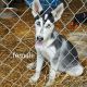 Shepherd Husky Puppies for sale in New London, NC 28127, USA. price: NA