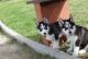 Shepherd Husky Puppies for sale in Los Angeles City Hall, 200 N Spring St, Los Angeles, CA 90012, USA. price: $100