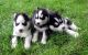 Shepherd Husky Puppies