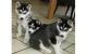 Shepherd Husky Puppies for sale in Dallas, TX 75230, USA. price: $500