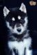 Shepherd Husky Puppies for sale in Los Angeles, CA, USA. price: $200